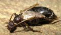 Vesperus luridus